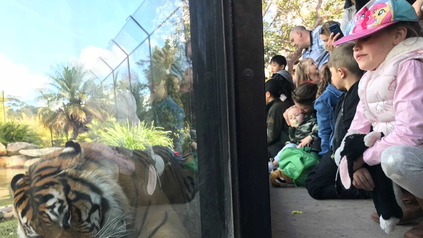 Harimau Sumatra di belakang kaca