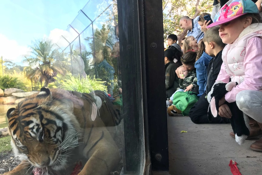 Sumatran tiger behind glass
