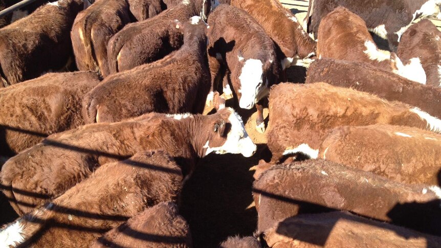 A sale yard pen of 30 hereford heifers sold in Alice Springs for $2.51 per kilo