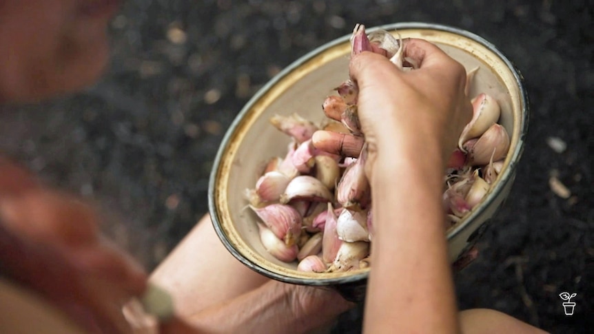 Hands picking up a clove of garlic from a bowl.