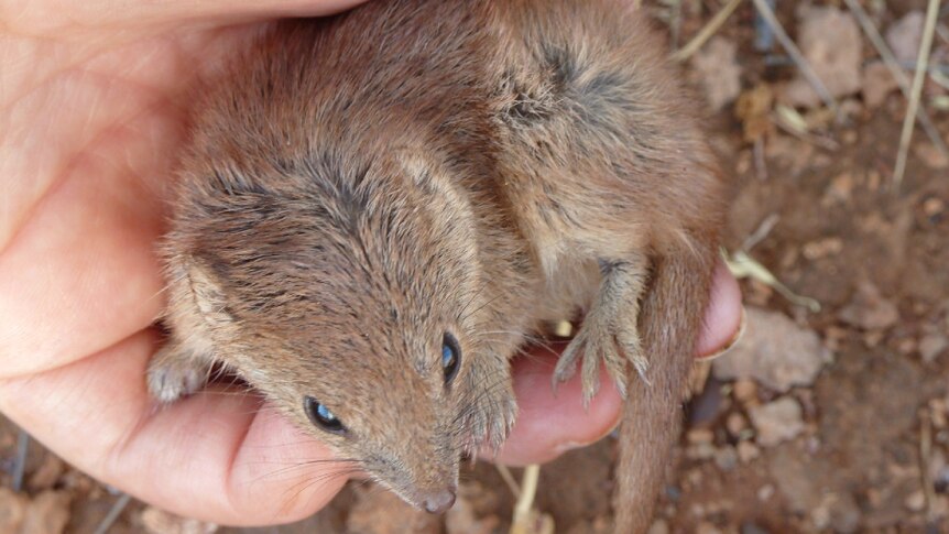 A close up photo of a mouse-sized kaluta marsupial in a human hand.