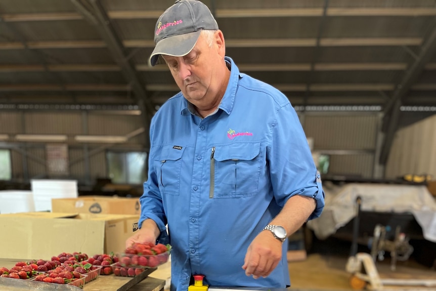 Man packing strawberries