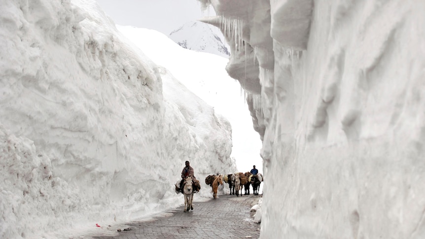 Srinagar-Leh highway in Kashmir opens through snow.