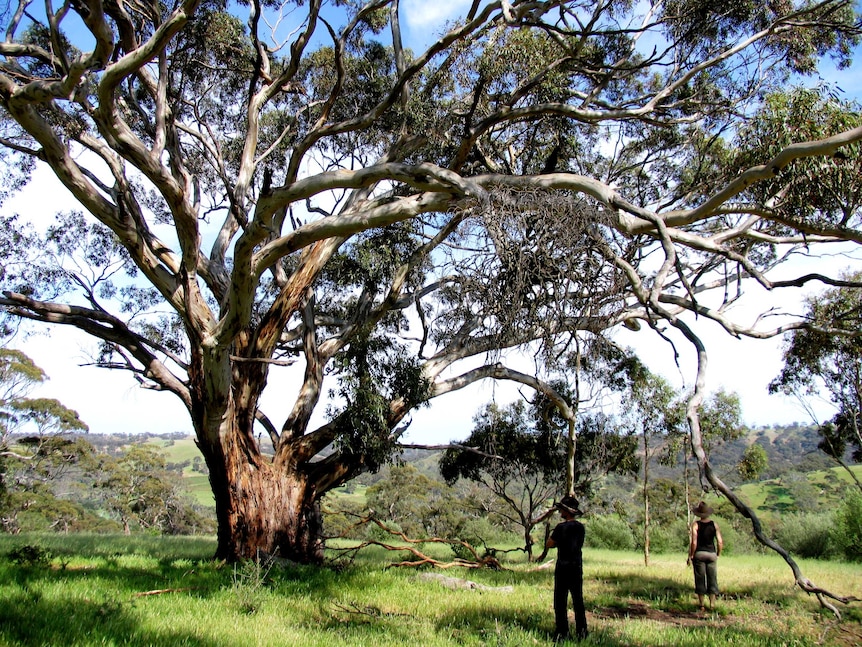 A picture of a very large tree on a green hill. Chris and Ella look away and out over the Skilly Valley.