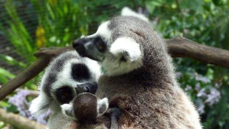 Baby ring-tailed lemur with mother and father at Melbourne Zoo