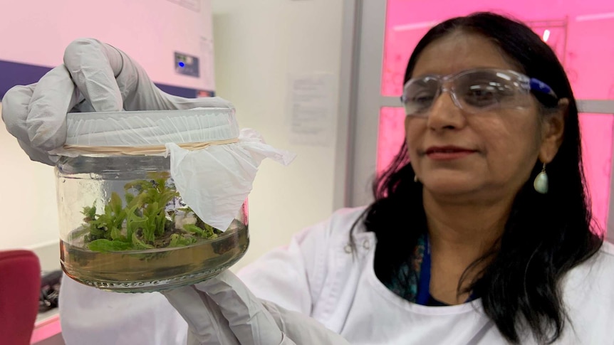 Researcher holds a container with avocado plants.