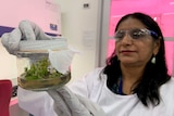Researcher holds a container with avocado plants.