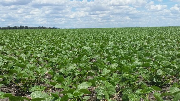 mungbeans growing in a paddock
