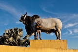 Rockhampton bull statue