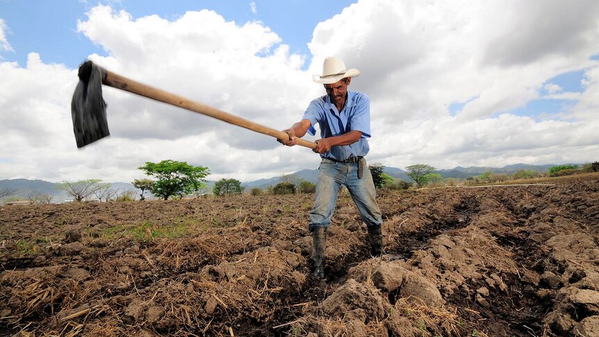 A man with a white hat digging channels in the soil by hand