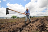 A man with a white hat digging channels in the soil by hand
