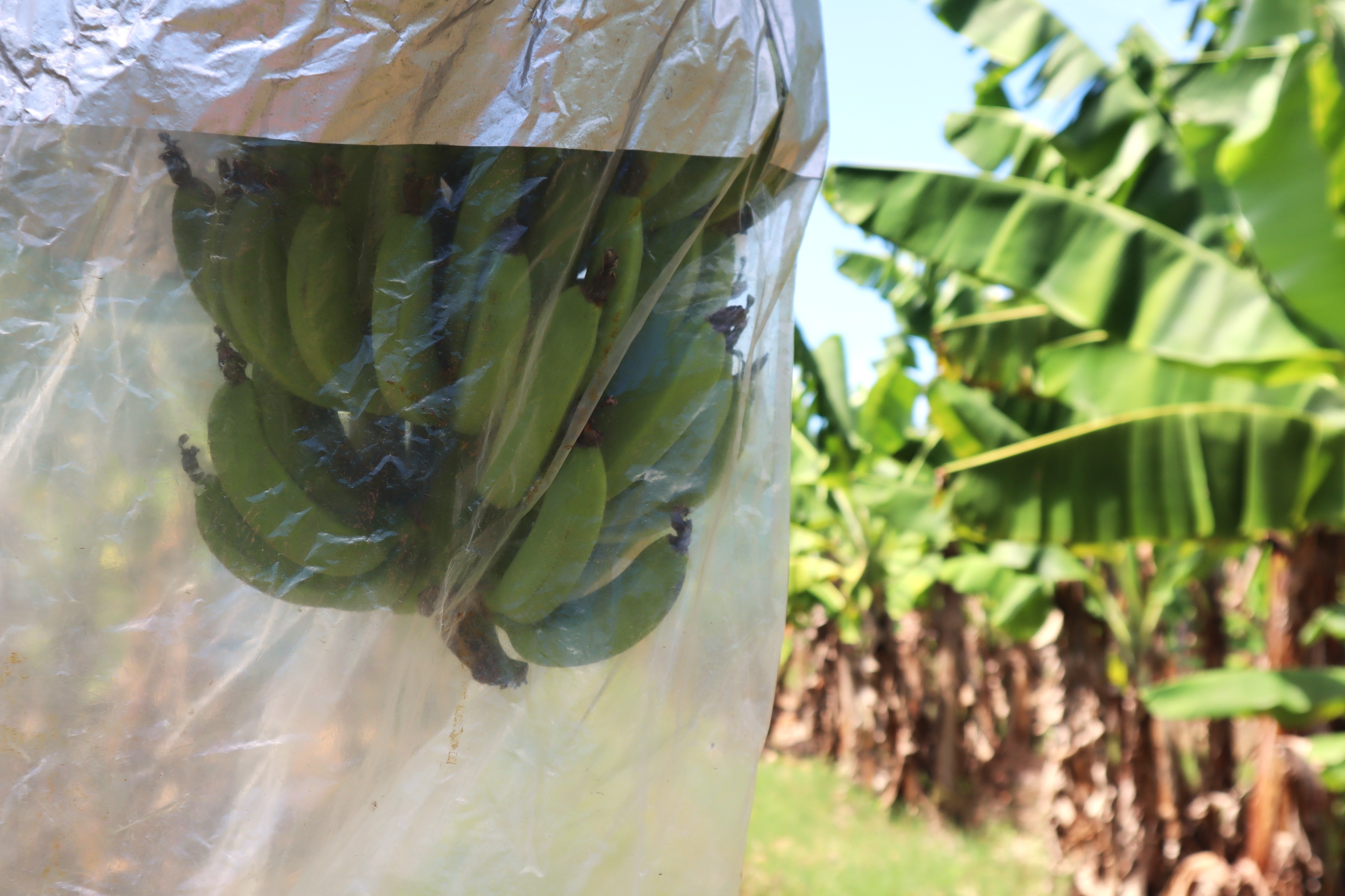 Bananas on a tree, covered by banana bag.