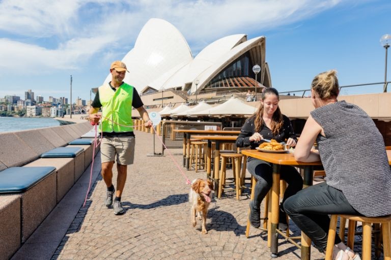 Seagull patrol at Opera House