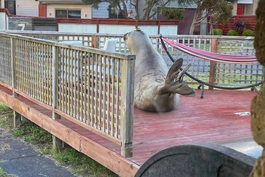 A seal lies on a deck outside a house.