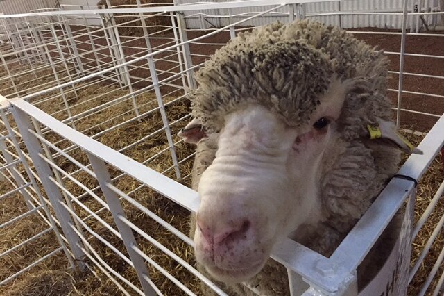 Charlie, the Longreach Pastoral College's pet sheep at the State Sheep Show.