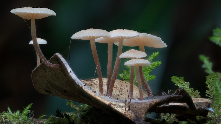 Pinkish-white mushrooms in a forest.