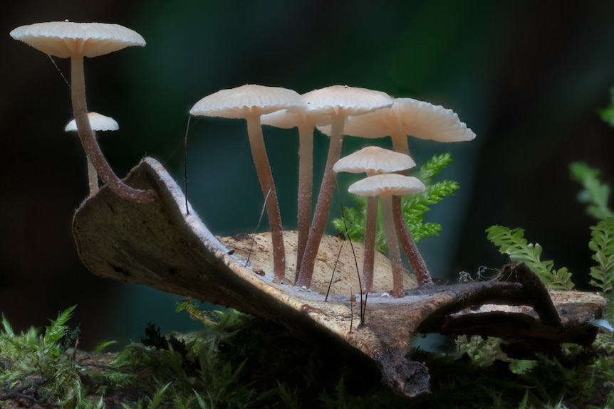 Pinkish-white mushrooms in a forest.