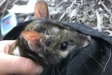 A little furry head with white spots poking out of a dark pouch. It has long whiskers, big veiny ears and dark shiny eyes.