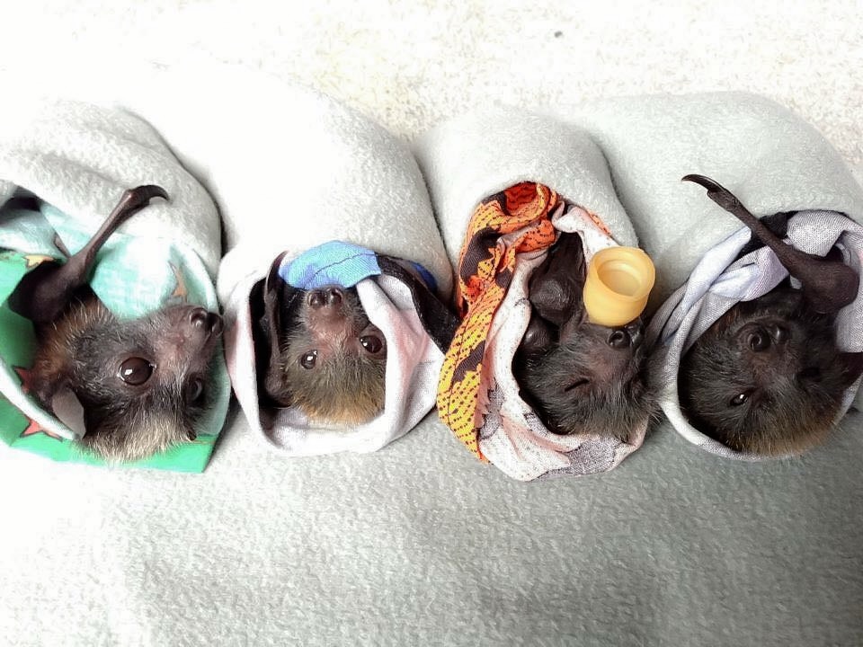 Cuatro murciélagos envueltos en mantas de lana, uno de los cuales todavía chupa un biberón.