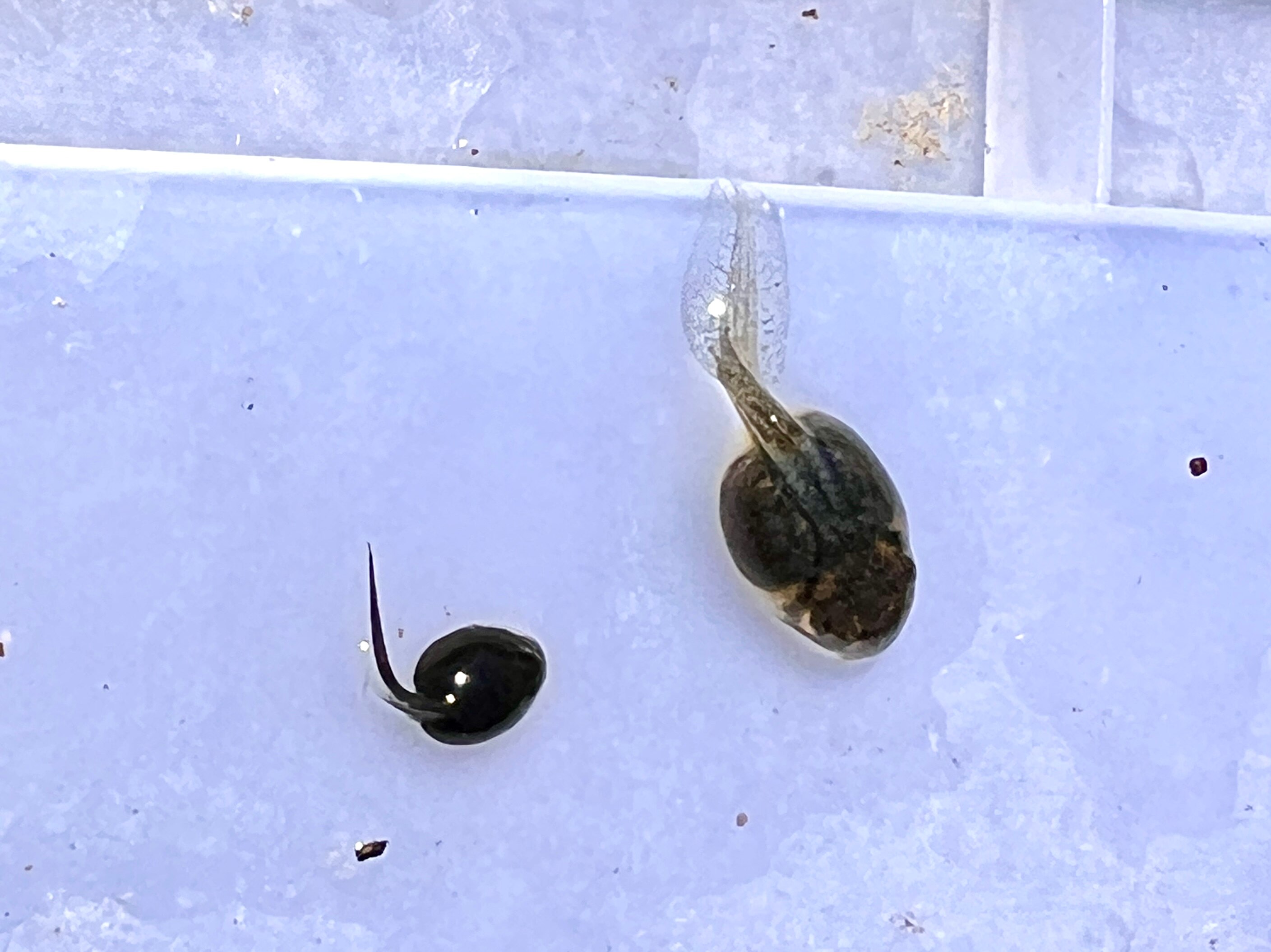 Thousands of baby cane toads infiltrate Gold Coast following wet, humid weather conditions ABC