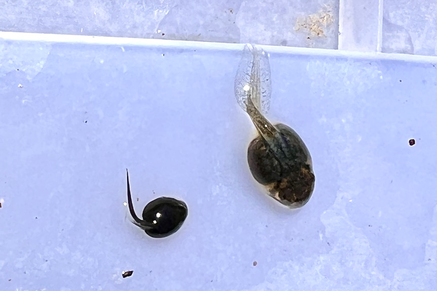 Small and large cane toad tadpoles in water next to each other. 