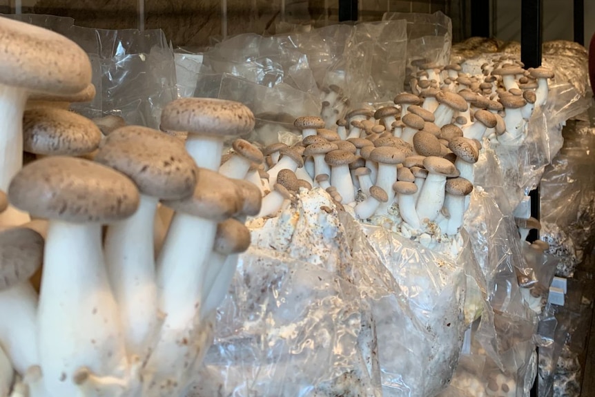 Metal shelves filled with yellow and brown mushrooms.