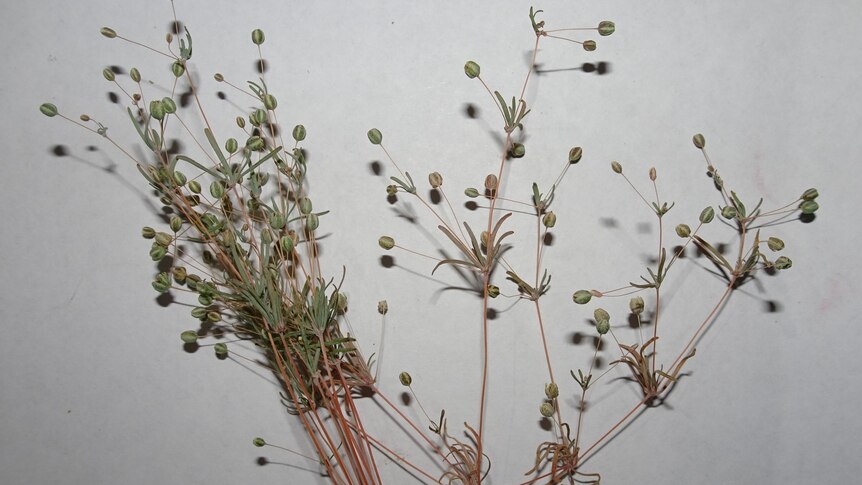 Wire-stem chickweed plants held up against a white backdrop, indoors