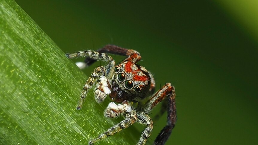 Close up photo of small spider