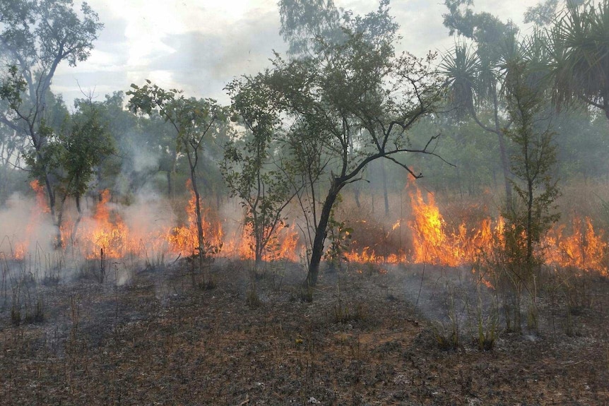 Flames burn in tall grass in Kakadu NP