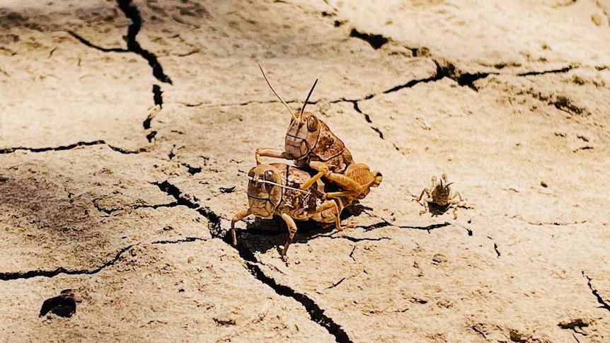 A family of grasshoppers on the cracked dirt of a western Queensland property