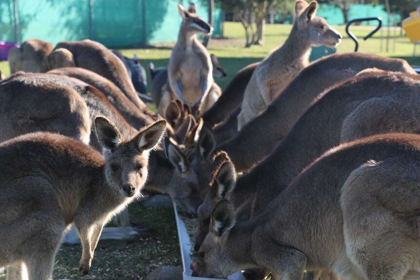 A group of kangaroos at feeding time at the Fraser Coast Wildlife Sanctuary