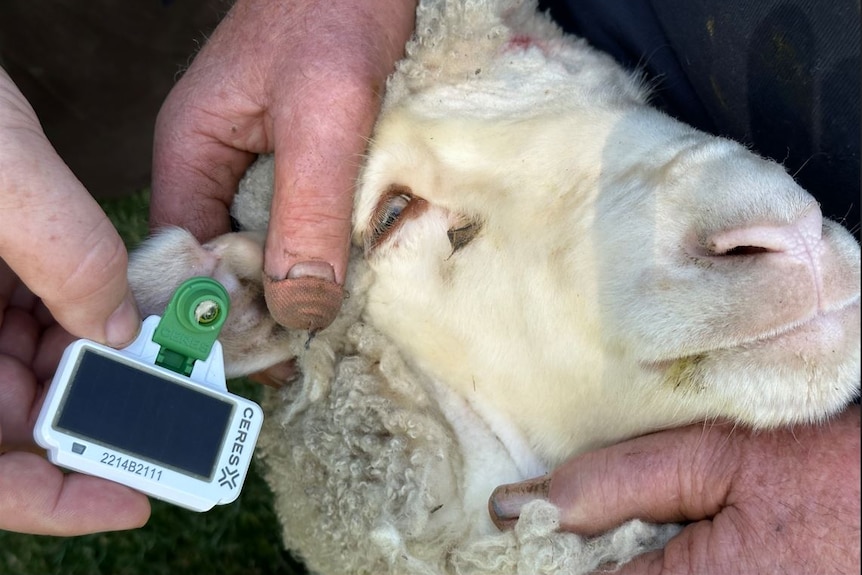 Photo of a sheep with an ear tag.