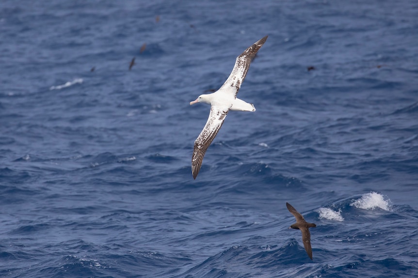 wandering albatross flying through the air