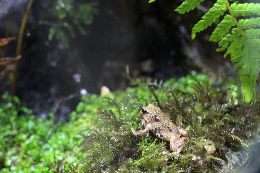 Baw Baw frog in Melbourne Zoo enclosure