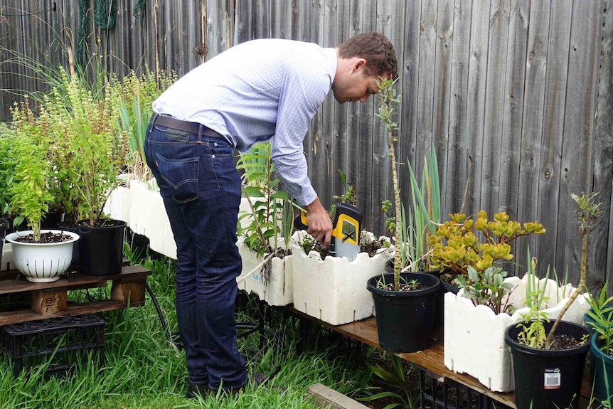 Lead testing in a Sydney backyard