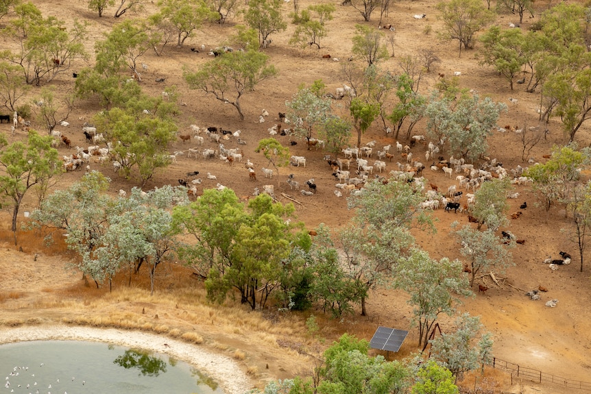 an aerial photo of cattle next to a watering hole.