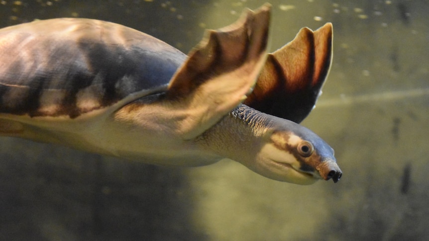 A pig-nosed turtle swims, flippers raised. 