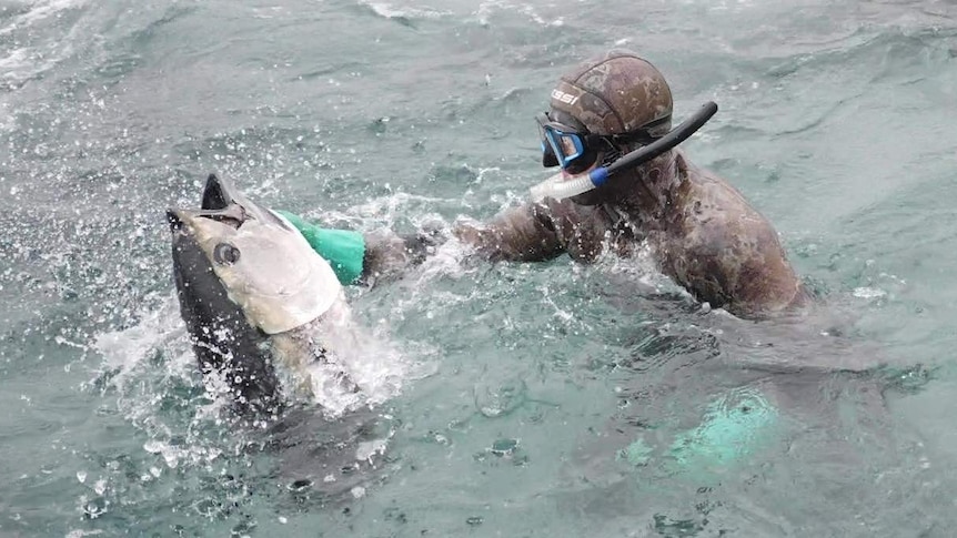 tuna fish with head out of the water, diver in full suit and goggle on right