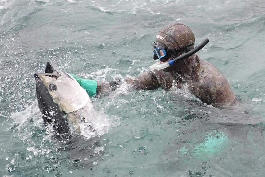 tuna fish with head out of the water, diver in full suit and goggle on right