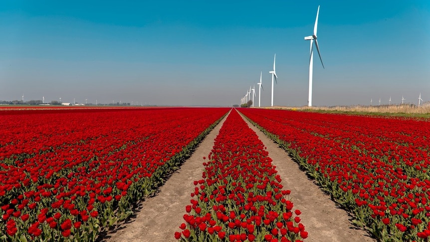 On a blue day, you view rows of bright red tulips stretching to the horizon with white wind machines in the distance.