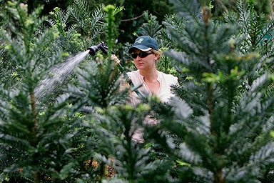 Cultivated Wollemi pines