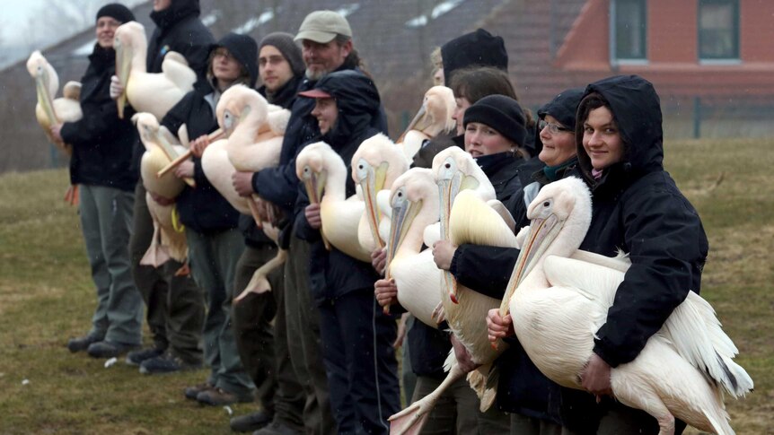 Pelicans are held prior to being released.