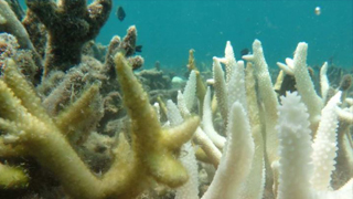 Algae-covered staghorn coral next to white bleached coral on Great Barrier Reef.