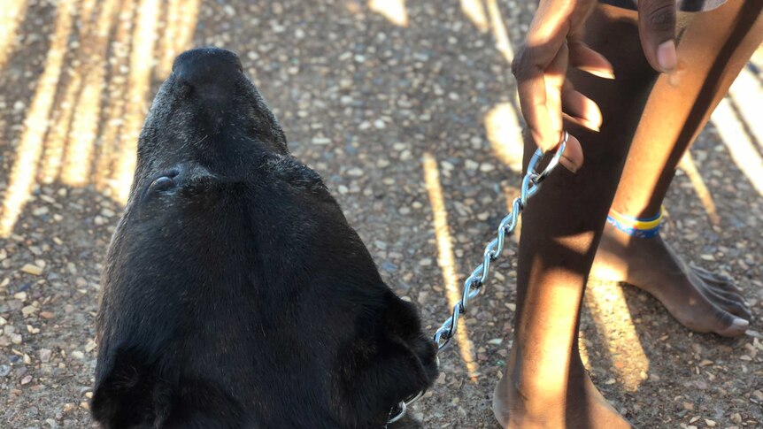 A child holds a dog on a chain