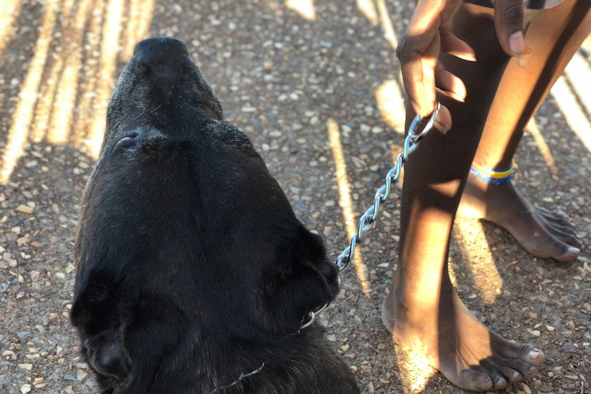 A child holds a dog on a chain