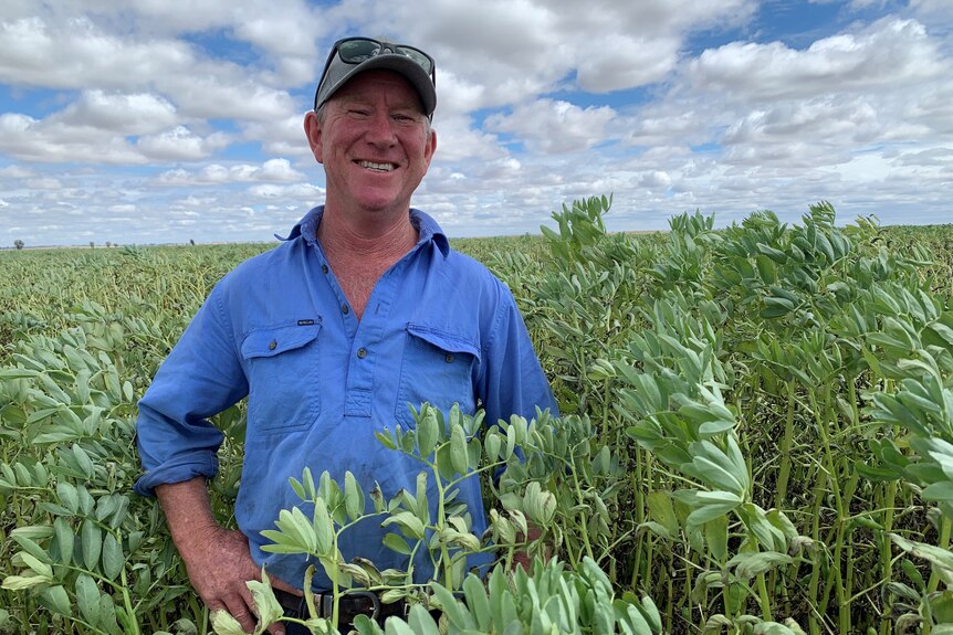 A man in a blue shirt and cap stands in a big faba bean crop