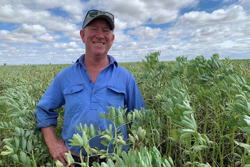 A man in a blue shirt and cap stands in a big faba bean crop