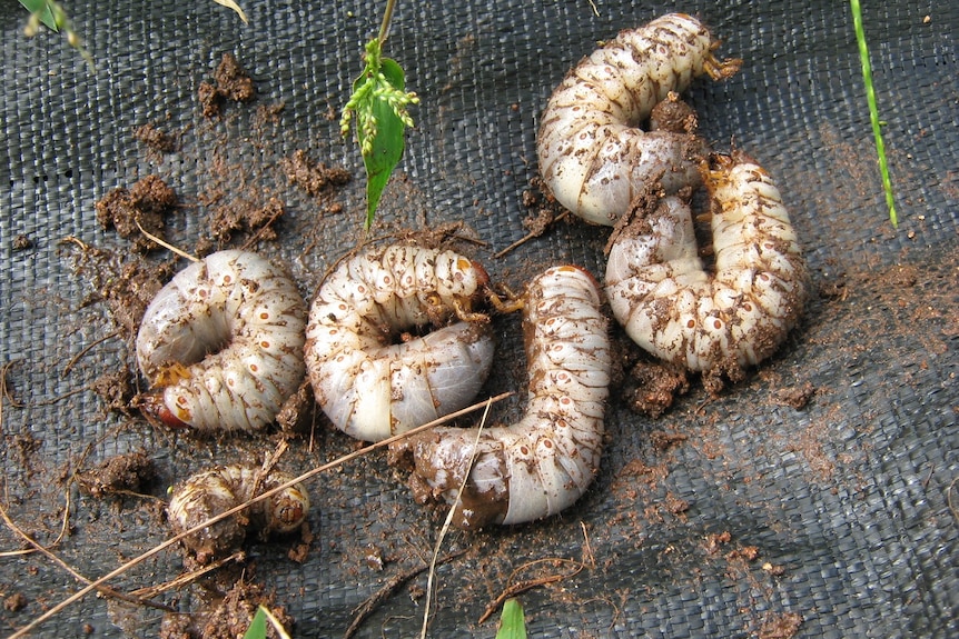 Five large grubs, freshly dug up, sit on a piece of hessian.