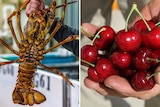 A southern rock lobster that was caught off the South Australian South East coastline with another image red cherries