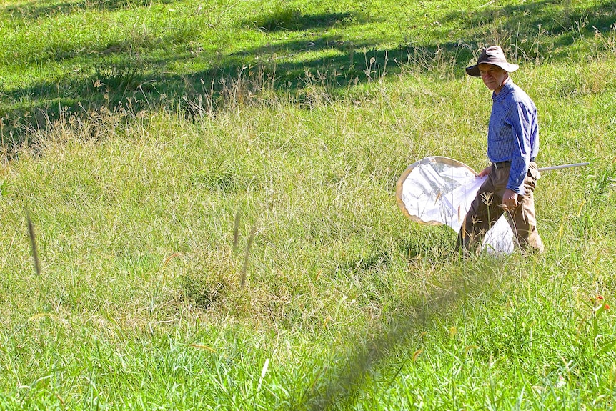 Prof Myron Zalucki from UQ searching for Monarchs